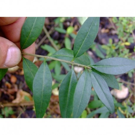 Ligustrum vulgare 'Lodense' - Troène