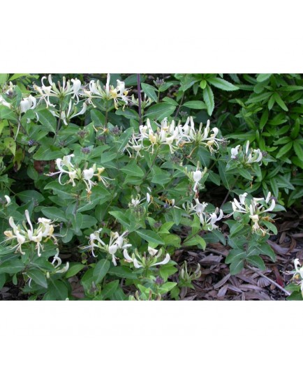 Lonicera 'Honey Baby' ®' - Chèvrefeuille nain