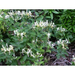 Lonicera 'Honey Baby' ®' - Chèvrefeuille nain