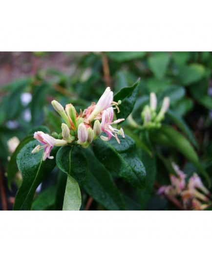 Lonicera alseuosmoides - Chèvrefeuilles grimpants