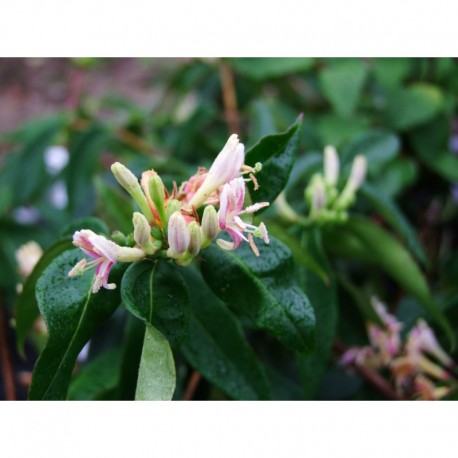 Lonicera alseuosmoides - Chèvrefeuilles grimpants