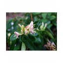 Lonicera alseuosmoides - Chèvrefeuilles grimpants