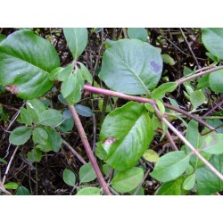 Lonicera etrusca - Chèvrefeuille de Toscane