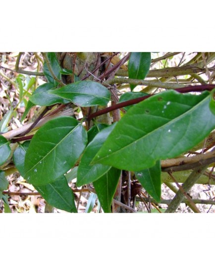 Lonicera henryi -Chèvrefeuilles grimpants