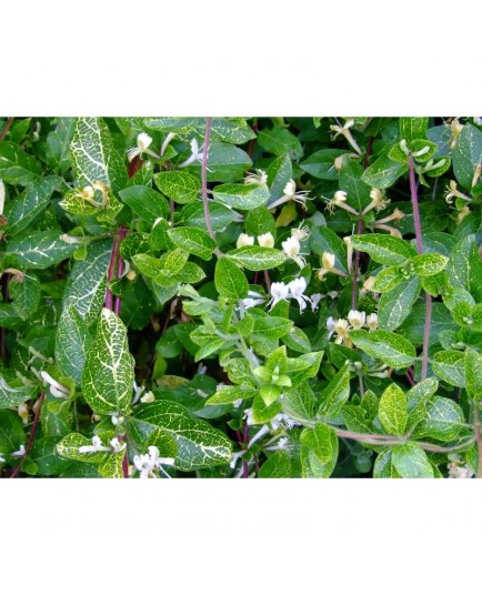 Lonicera japonica 'Aureoreticulata' - chèvrefeuille grimpant panaché ,