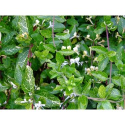 Lonicera japonica 'Aureoreticulata' - chèvrefeuille grimpant panaché ,