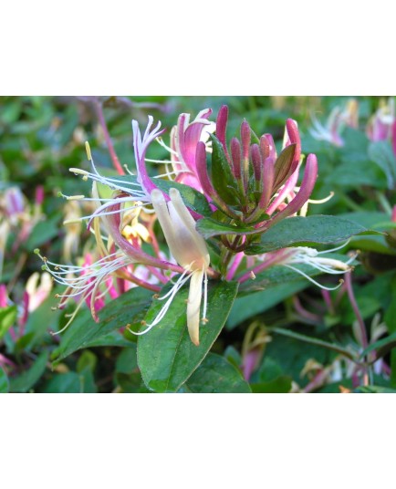 Lonicera japonica 'Chinensis' - chèvrefeuilles grimpants,