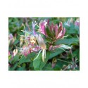 Lonicera japonica 'Chinensis' - chèvrefeuilles grimpants,