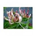 Lonicera periclymenum 'Caprilia Imperial'® innov86 - Caprifoliaceae - Chèvrefeuille