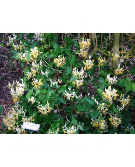 Lonicera periclymenum 'Scentsation' - Chèvrefeuilles