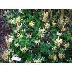 Lonicera periclymenum 'Scentsation' - Chèvrefeuilles