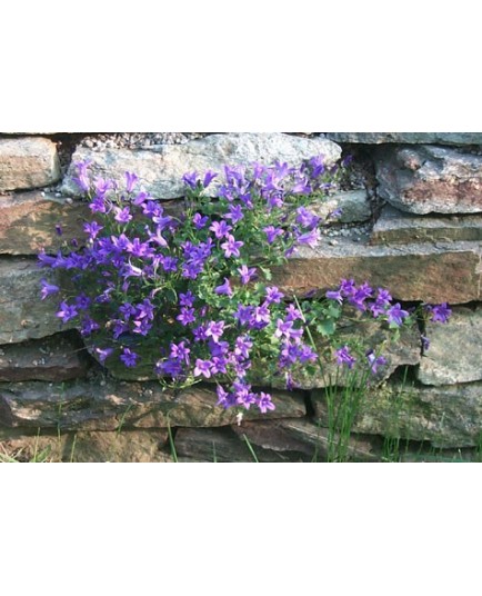 Campanula portenschlagiana - Campanule des murailles