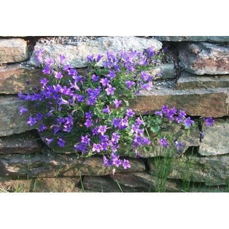 Campanula portenschlagiana - Campanule des murailles