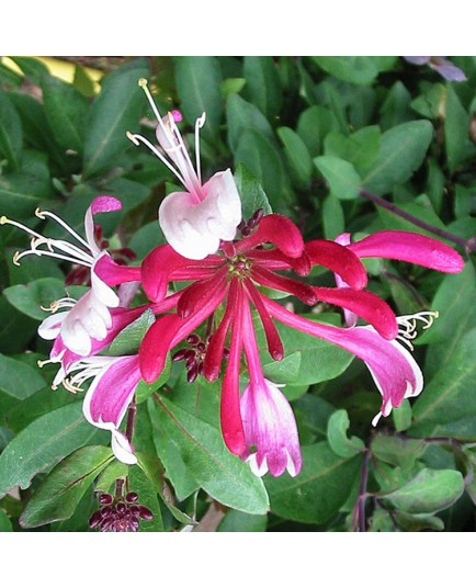 Lonicera periclymenum 'Serotina' - Chèvrefeuilles grimpants