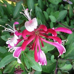 Lonicera periclymenum 'Serotina' - Chèvrefeuilles grimpants