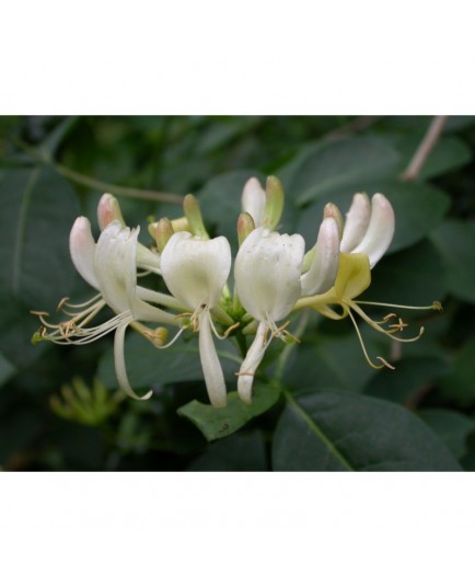 Lonicera periclymenum - Chèvrefeuille des bois, Honeysuckle