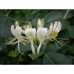 Lonicera periclymenum - Chèvrefeuille des bois, Honeysuckle