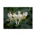 Lonicera periclymenum - Chèvrefeuille des bois, Honeysuckle