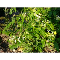 Lonicera similis - Chèvrefeuille grimpant