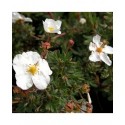 Potentilla fruticosa 'Abbotswood' - potentilles, comarums,