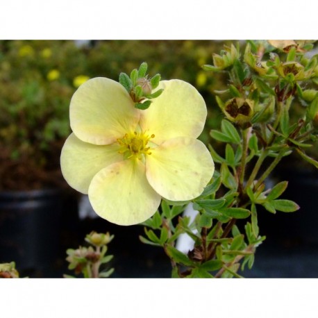 Potentilla fruticosa 'Daydawn' - Potentille