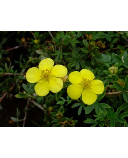 Potentilla fruticosa 'Elizabeth' ( Sutter's Gold)- potentille arbuste