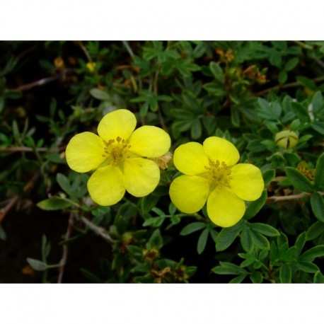 Potentilla fruticosa 'Elizabeth' ( Sutter's Gold)- potentille arbuste