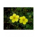 Potentilla fruticosa 'Elizabeth' ( Sutter's Gold)- potentille arbuste