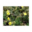 Potentilla fruticosa 'Elizabeth' ( Sutter's Gold)- potentille arbuste