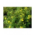 Potentilla fruticosa 'Goldfinger' - potentille arbustive naine