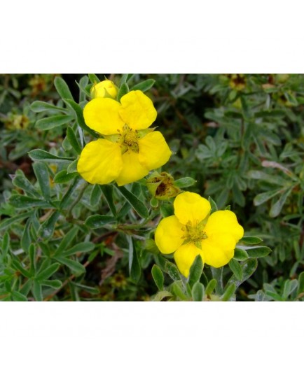 Potentilla fruticosa 'Goldstar' - potentille