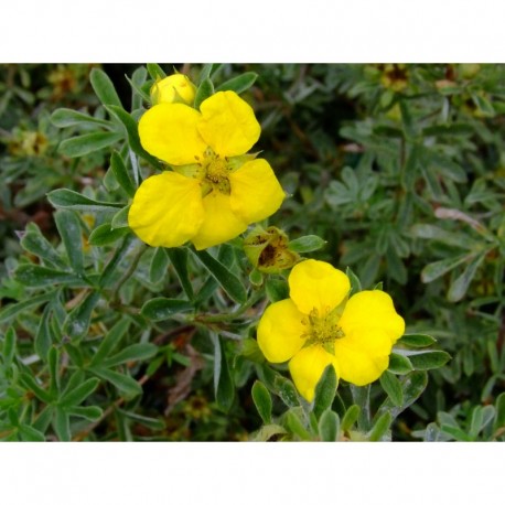 Potentilla fruticosa 'Goldstar' - potentille