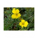 Potentilla fruticosa 'Goldstar' - potentille