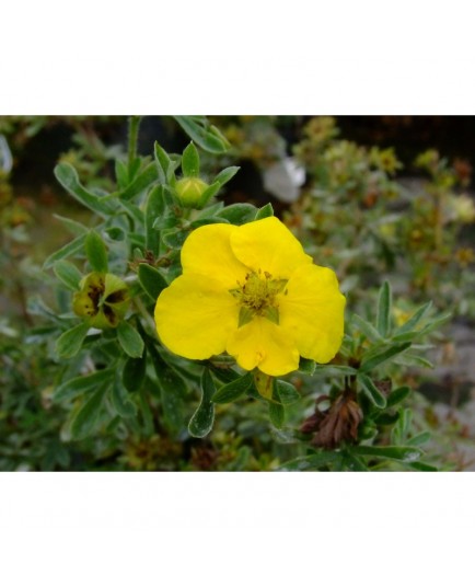 Potentilla fruticosa 'Hachmann's Gigant' - potentille