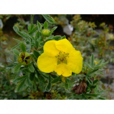 Potentilla fruticosa 'Hachmann's Gigant' - potentille