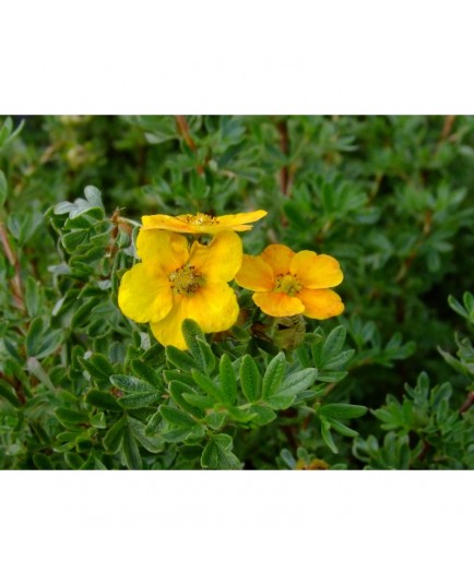 Potentilla fruticosa 'Hopleys Orange' -potentilles, comarums,