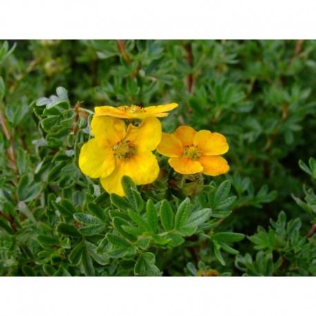 Potentilla fruticosa 'Hopleys Orange' -potentilles, comarums,