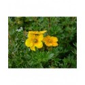 Potentilla fruticosa 'Hopleys Orange' -potentilles, comarums,