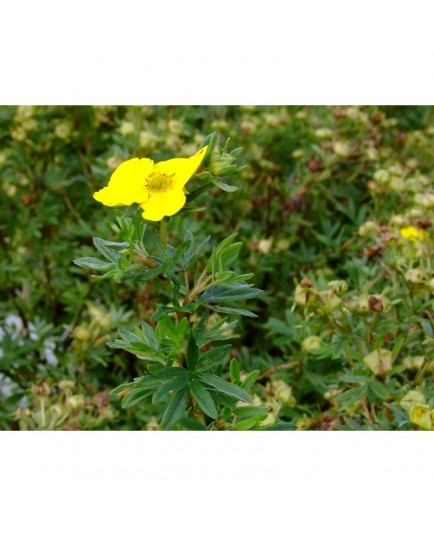 Potentilla fruticosa 'Klondike' - potentille