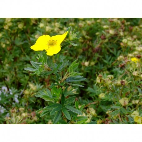 Potentilla fruticosa 'Klondike' - potentille