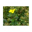 Potentilla fruticosa 'Klondike' - potentille