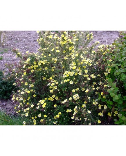 Potentilla fruticosa 'Maanelys' (Moonlight)- potentille arbustive