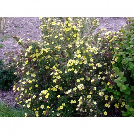 Potentilla fruticosa 'Maanelys' (Moonlight)- potentille arbustive