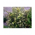 Potentilla fruticosa 'Maanelys' (Moonlight)- potentille arbustive