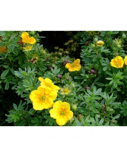 Potentilla fruticosa 'Mango tango'® - potentille