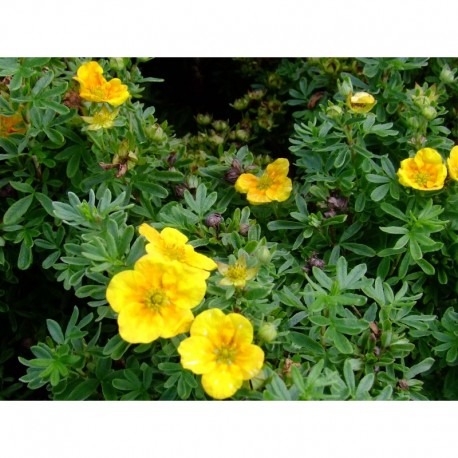 Potentilla fruticosa 'Mango tango'® - potentille