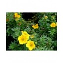 Potentilla fruticosa 'Mango tango'® - potentille