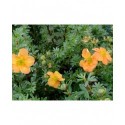 Potentilla fruticosa 'Marian Red Robin'® (Marrob) - potentilles, comarums,