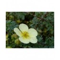 Potentilla fruticosa 'Primrose Beauty' - potentilles