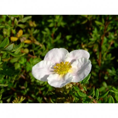 Potentilla fruticosa 'Princess'® (Queen Blink)